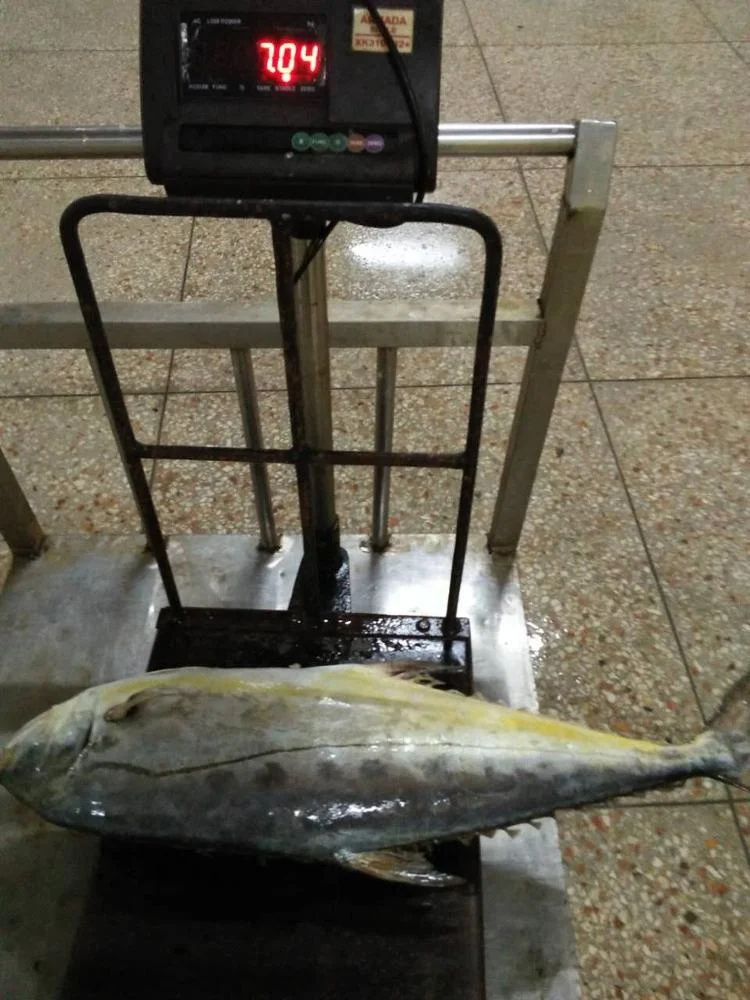 Frozen Queen Fish Good Sale from Indonesia