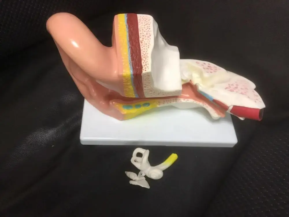 Medical Anatomical Series Middle Ear Model for teaching