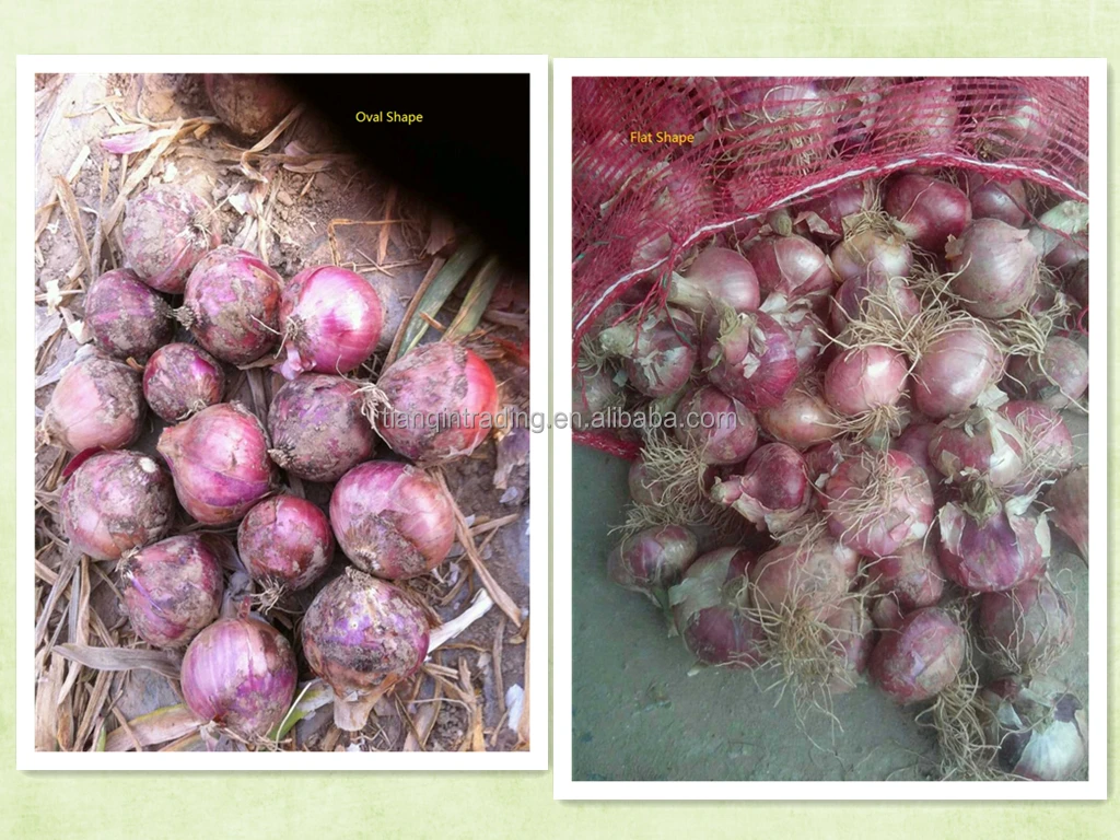 2022 лук по оптовой заводской цене в Китае