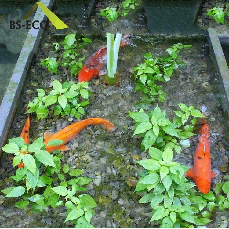 Fish and vegetable co-existing system aquaponics agricultural greenhouse