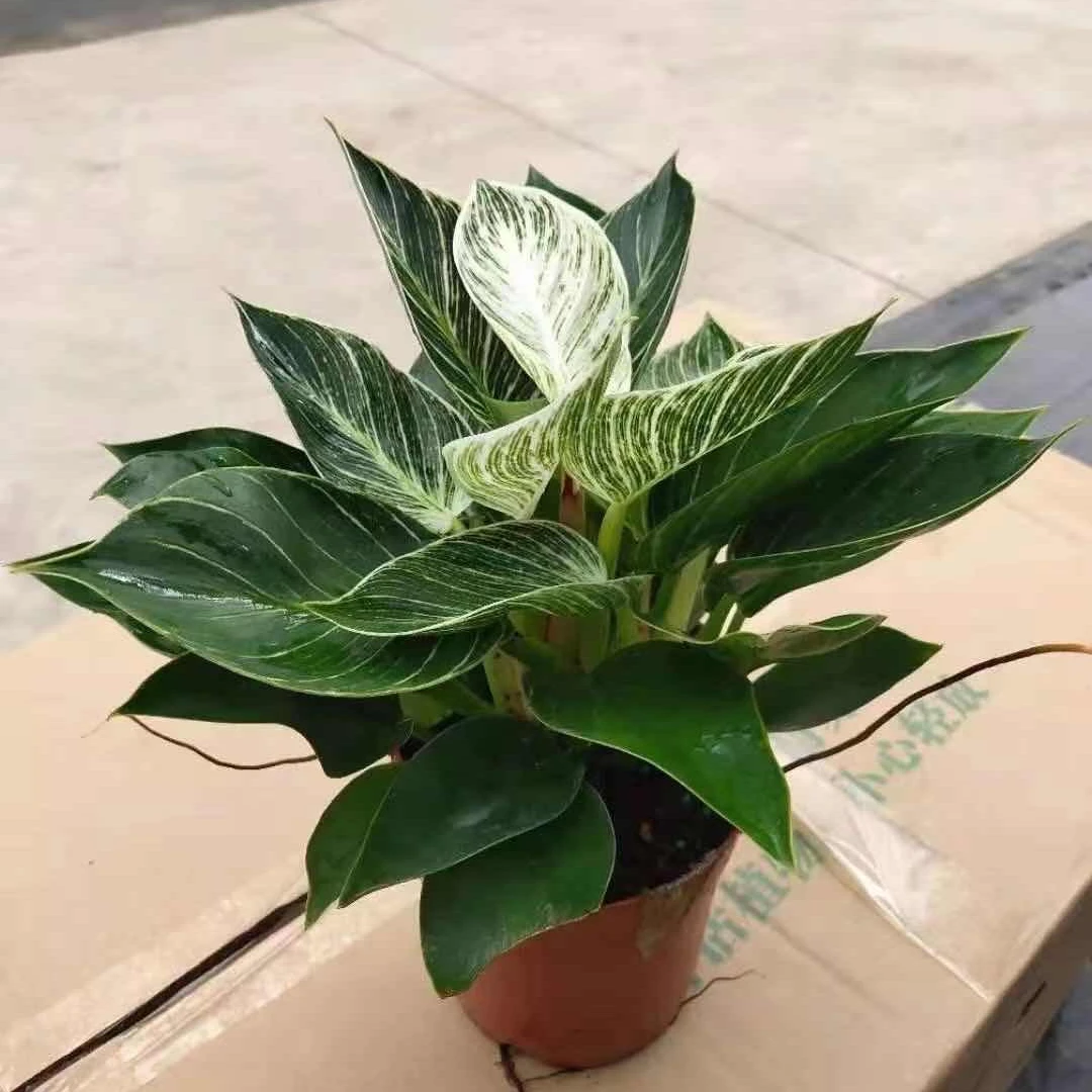 
wholesale Philodendron Birkin live plant 