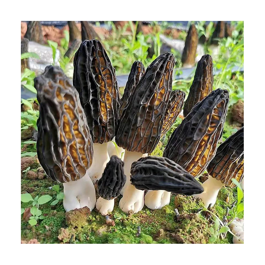 Высококачественные съедобные натуральные свежие культивационные сушеные