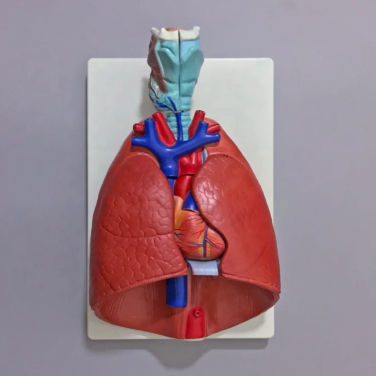 Larynx, heart and lung model Lung anatomy model Respiratory system structure Human internal organ model