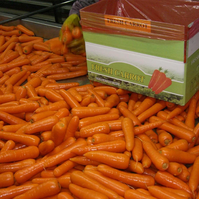 Fresh Carrot 10kg Cartons Wholesale Chinese Fresh Carrots 2021 Crop For Export Shandong Xiamen Origin