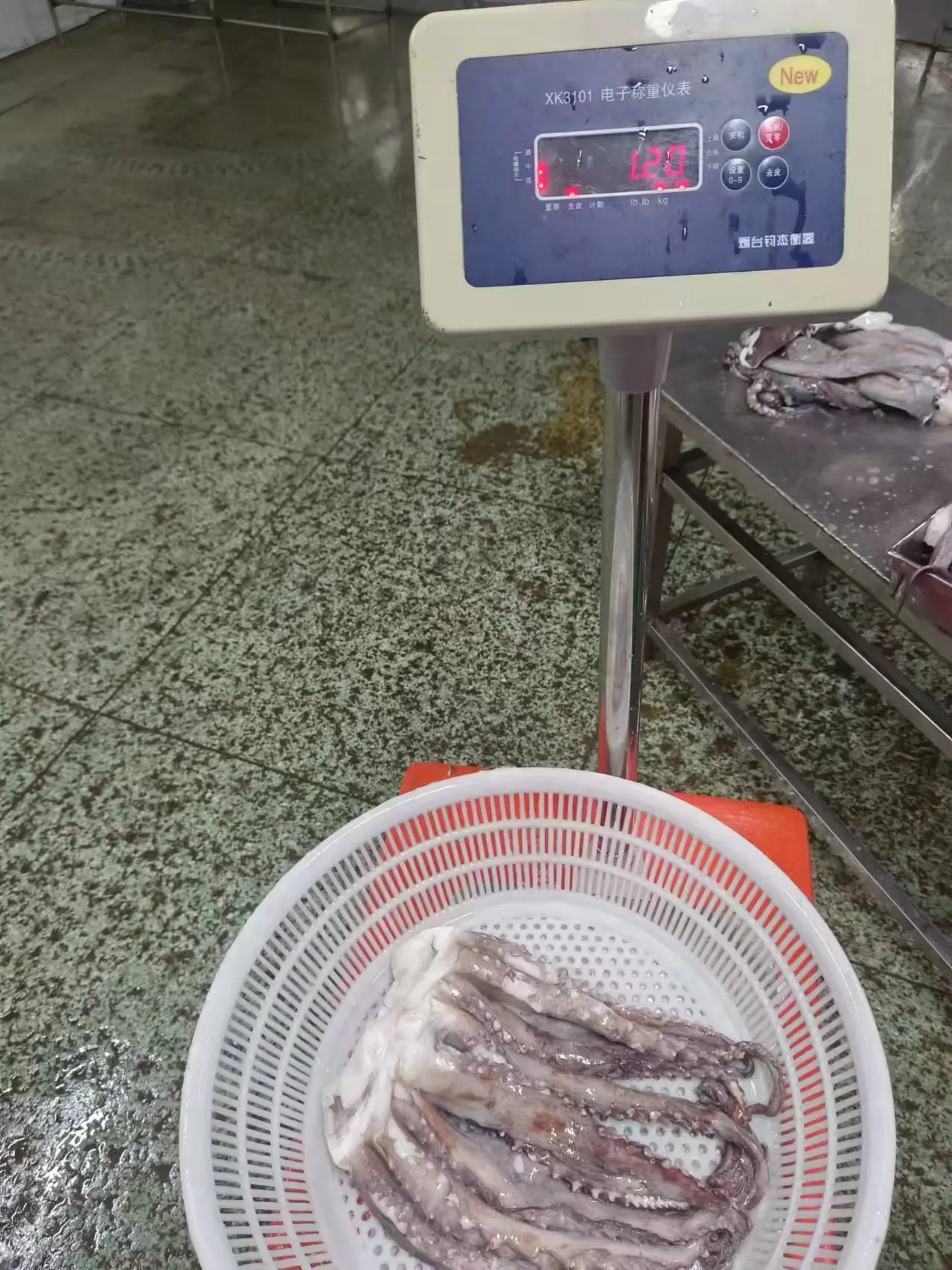 dosidicus gigas seafood Processing squid tentacle