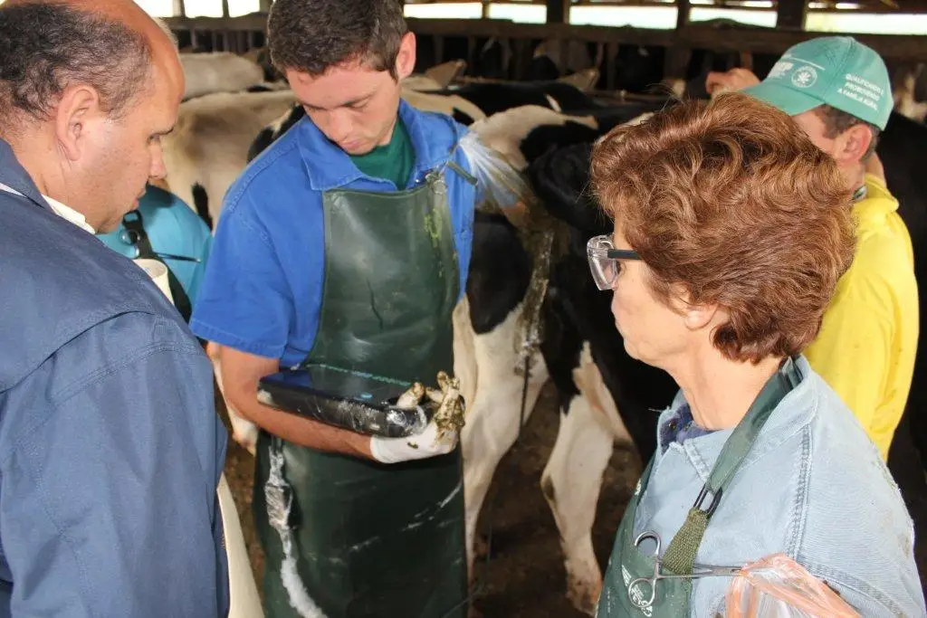 YSB3000V veterinary digital palmsmart ultrasound scanner portable ultrasound machine convex and linear transverginal