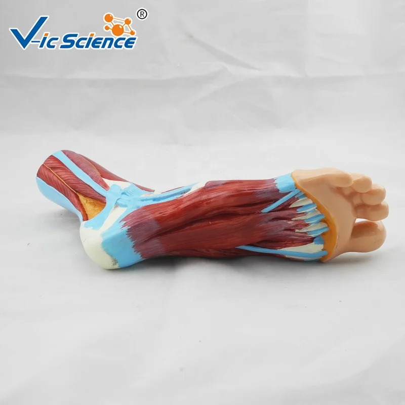 medical model anatomical teaching foot section model medical anatomy models