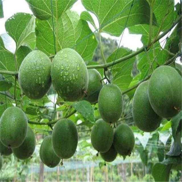 100% natural Fructus Monordicae extract/Luo Han Guo Extract Siraitia grosvenorii glycosides