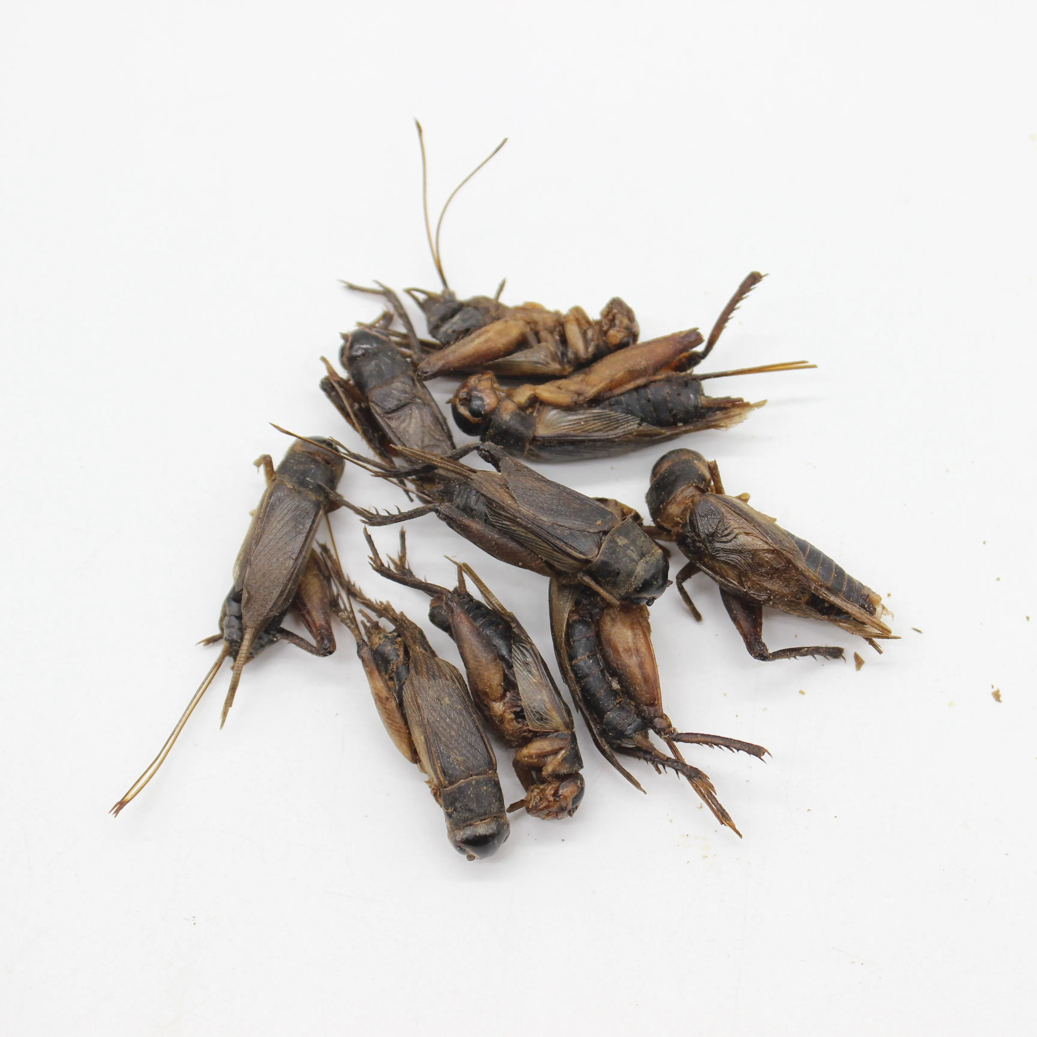 
High protein Dried crickets insects for Pet Food 