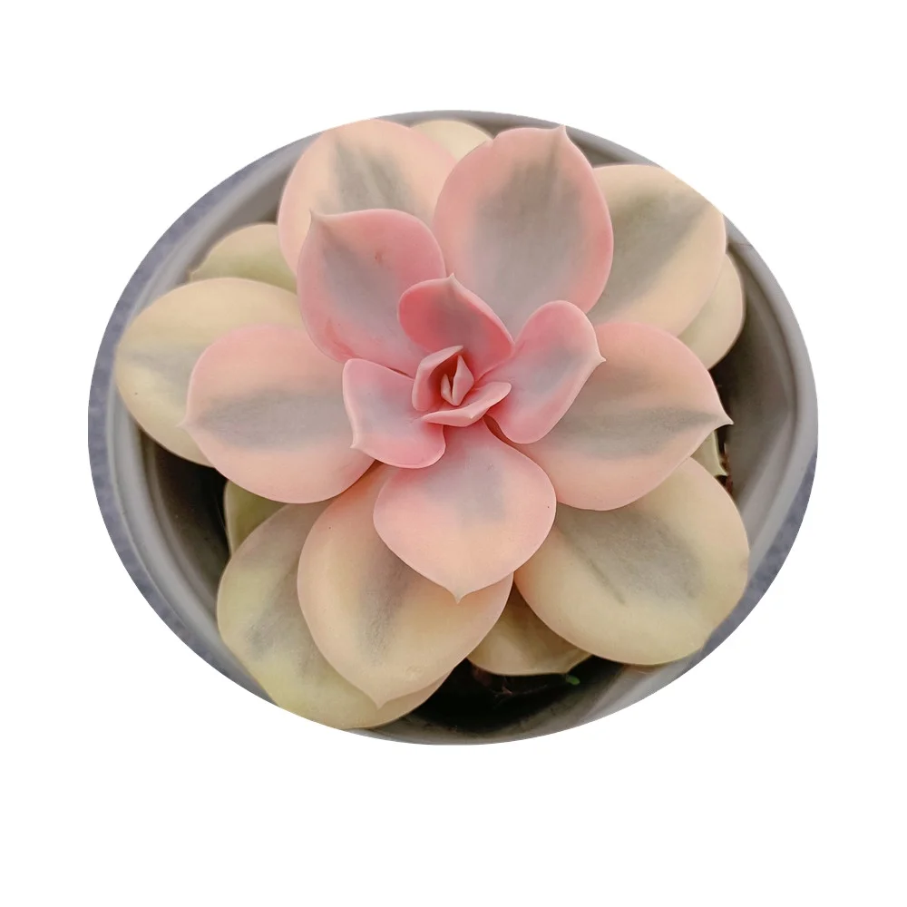 
w541 Echeveria Rainbow Variegated natural plant Natural Succulents Korea Succulent bonsai indoor plant Woody Plant 