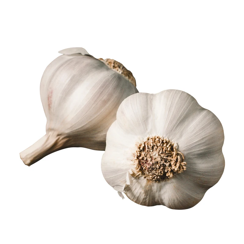 High quality grade A fresh garlic