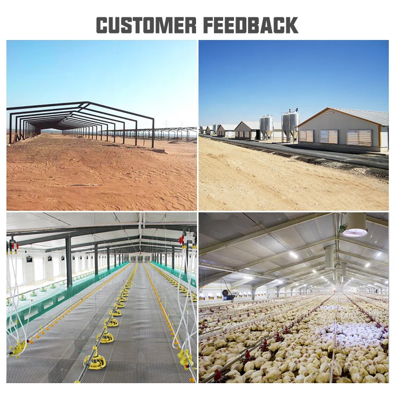 Chicken house design shed breeding poultry house for chicken farm building steel structure poultry farm chicken house for sale