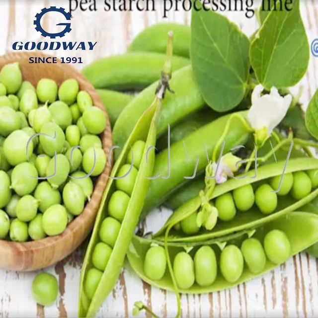full stainless steel  pea Starch Processing cassava starch processing