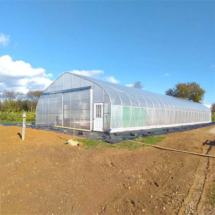Skyplant Tropitcial roll up vent high tunnel plastic polythene greenhouses for sale