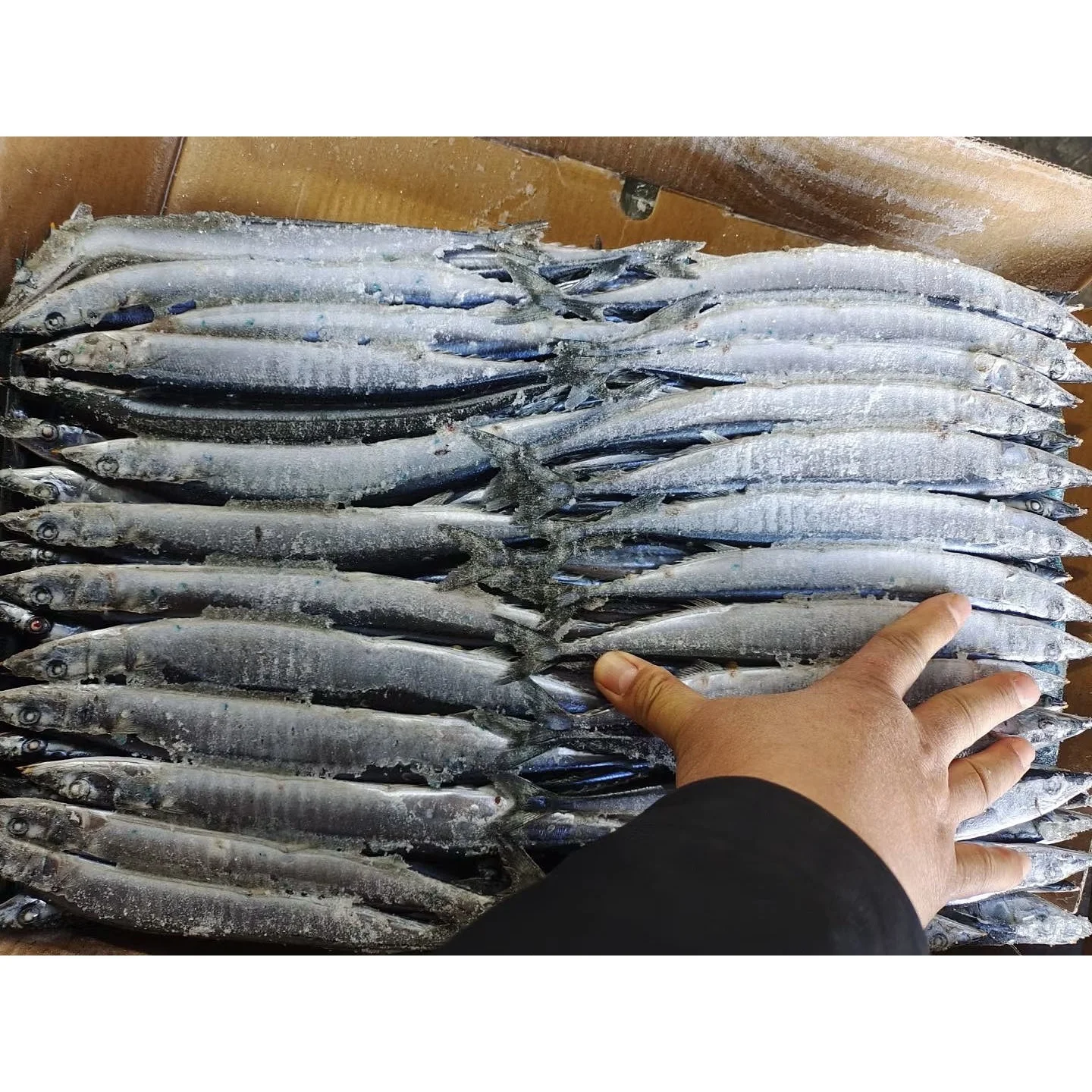 Seafood Export Big Size Frozen Pacific Saury Fish 1#