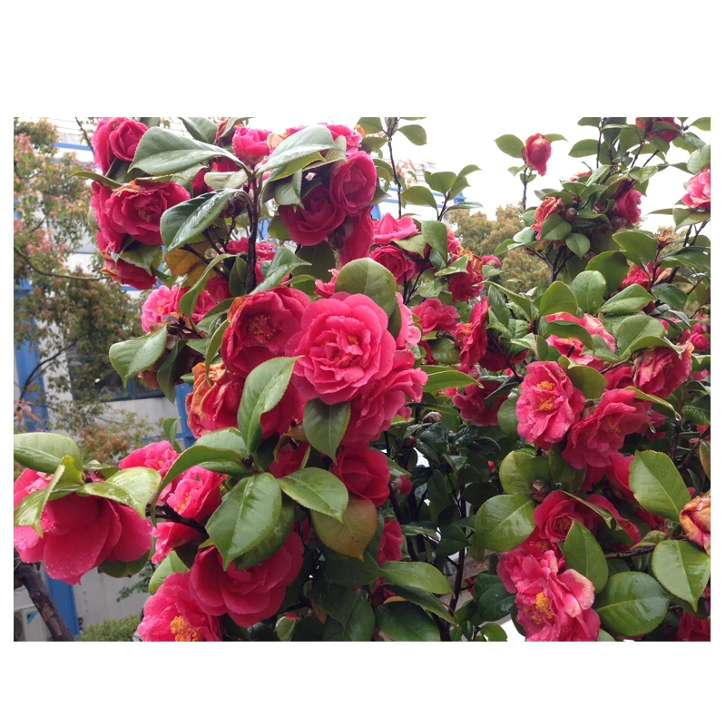 
camellia japonica / camellia flower bulbs seeds 