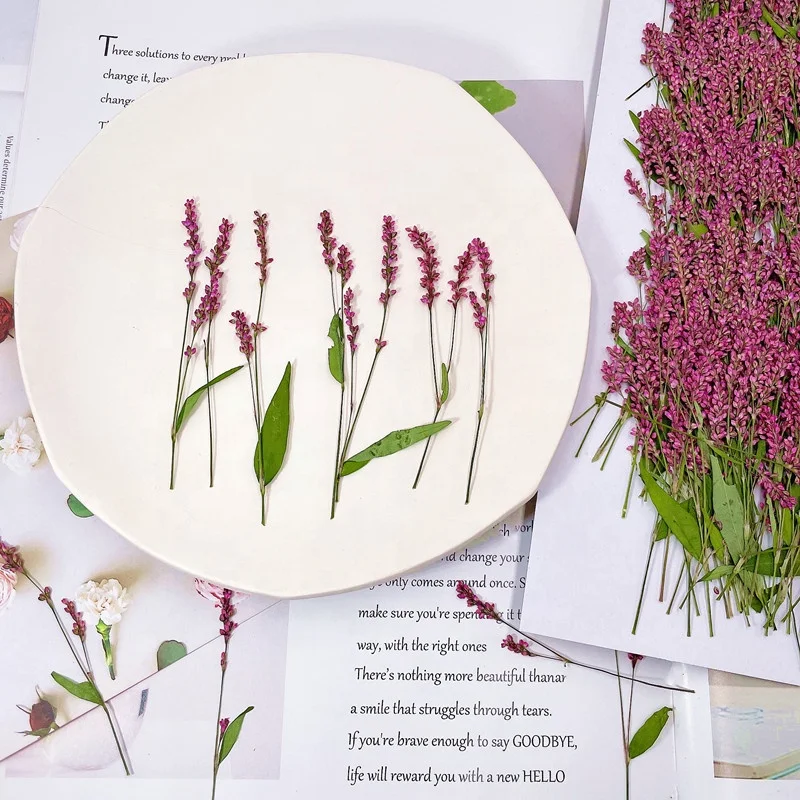 wholesale Dried flowers Polygonaceae pressed flower plants for resin Art Phone Case Postcard candle making decoration