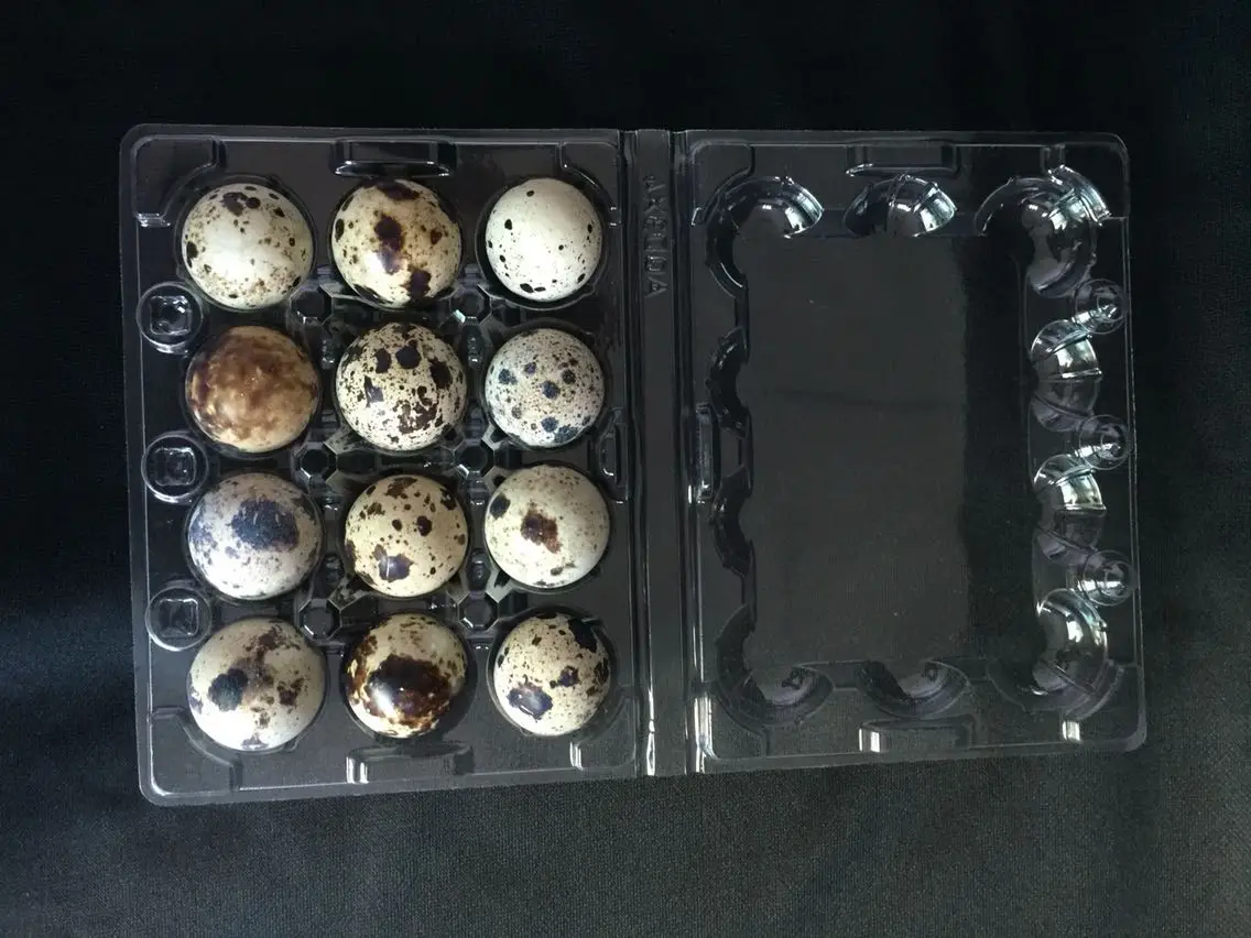 New arrival 12 holes quail package egg box  plastic quail egg tray quail egg carton for sale