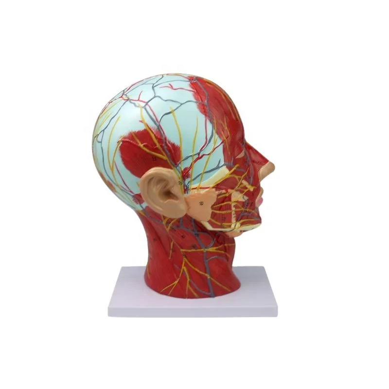 Human Skull with Muscle Neurovascular Model Anatomical Head Model