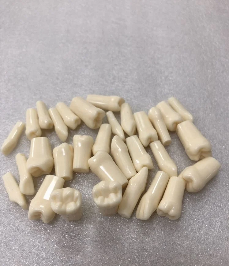 High quality practice teeth model 28 or 32 replacement tooth for practicing