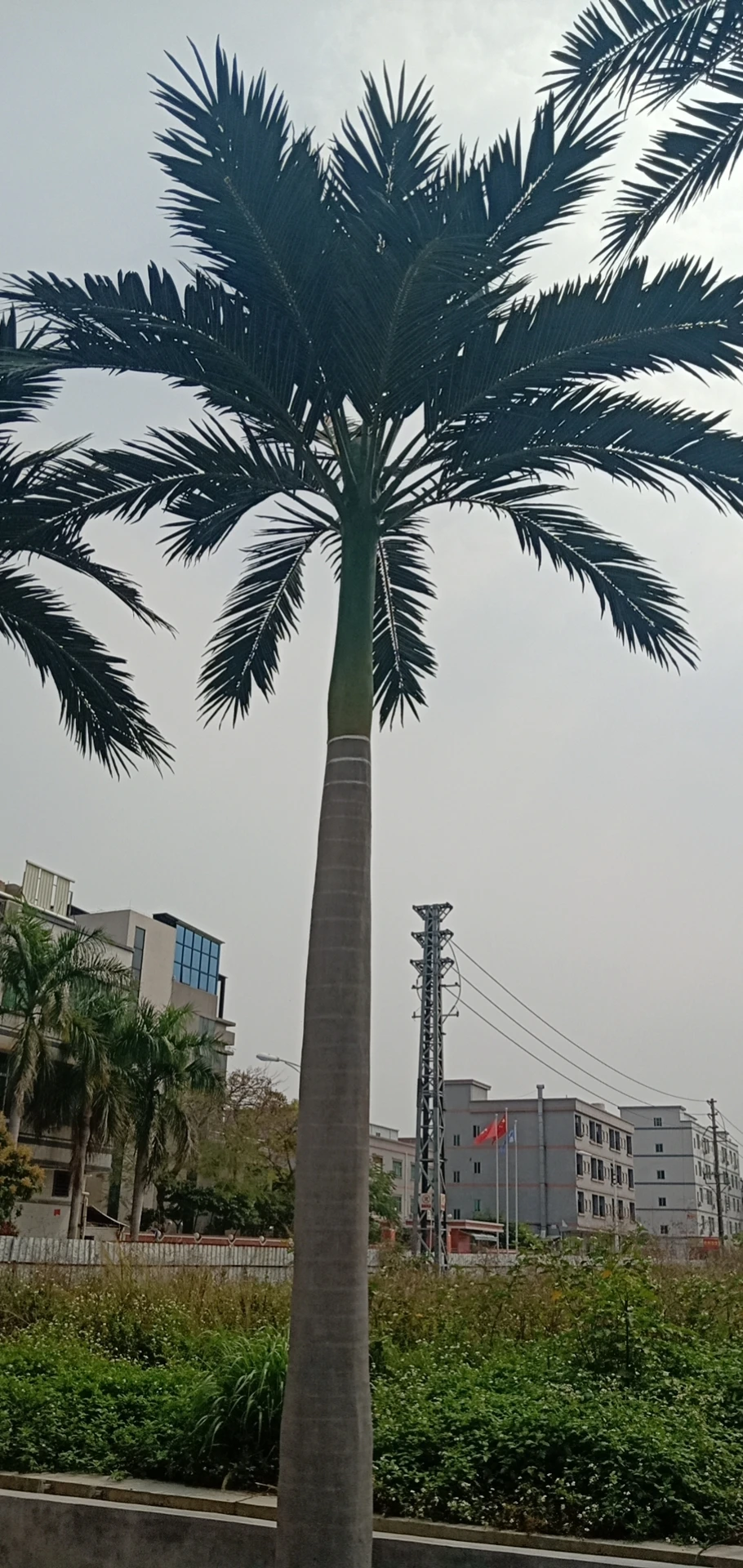 Factory Customized High Simulation Large Fake Plant Handmade Tropical Artificial New Style Hawaii Coconut Palm Tree For Outdoor