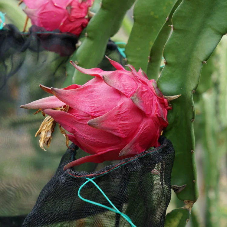 Shanghai Herbary Sale Red, Yellow, White Pitaya Fruit Seed For Planting