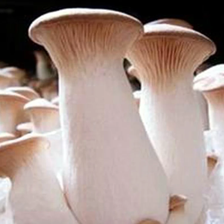 
Fresh Culture Pleurotus Eryngii Mushroom Spawn 