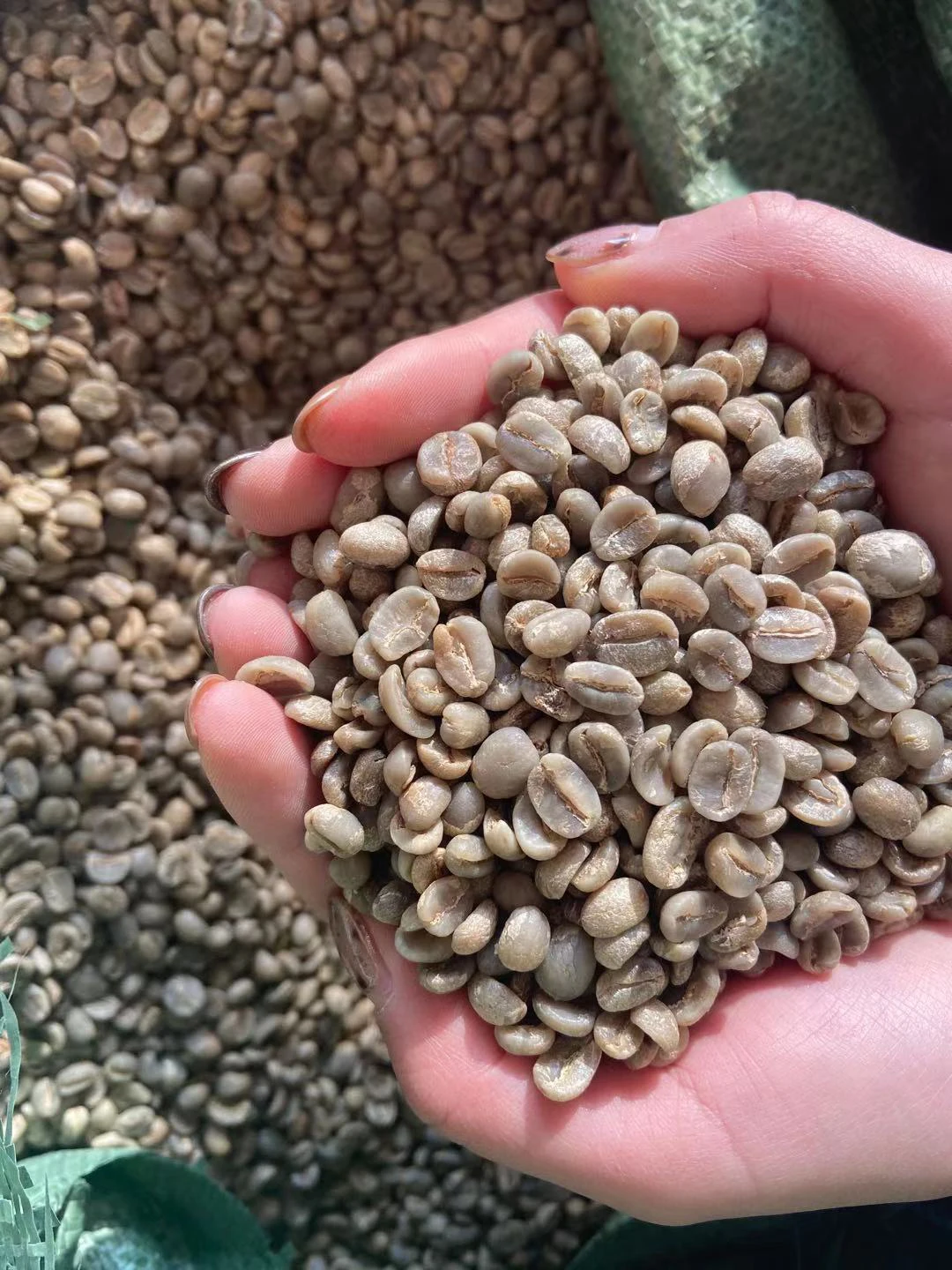 Класс АА экран 18 Арабика зеленые кофейные зерна