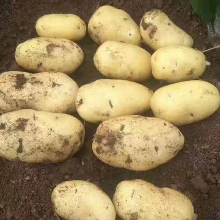 2021 hot wholesale fresh export organic health delicious potato for sale