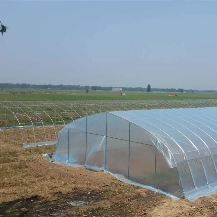 Mini Tunnel Greenhouse with Plastic Film and Galvanized Steel Frame for Vegetables/Flowers