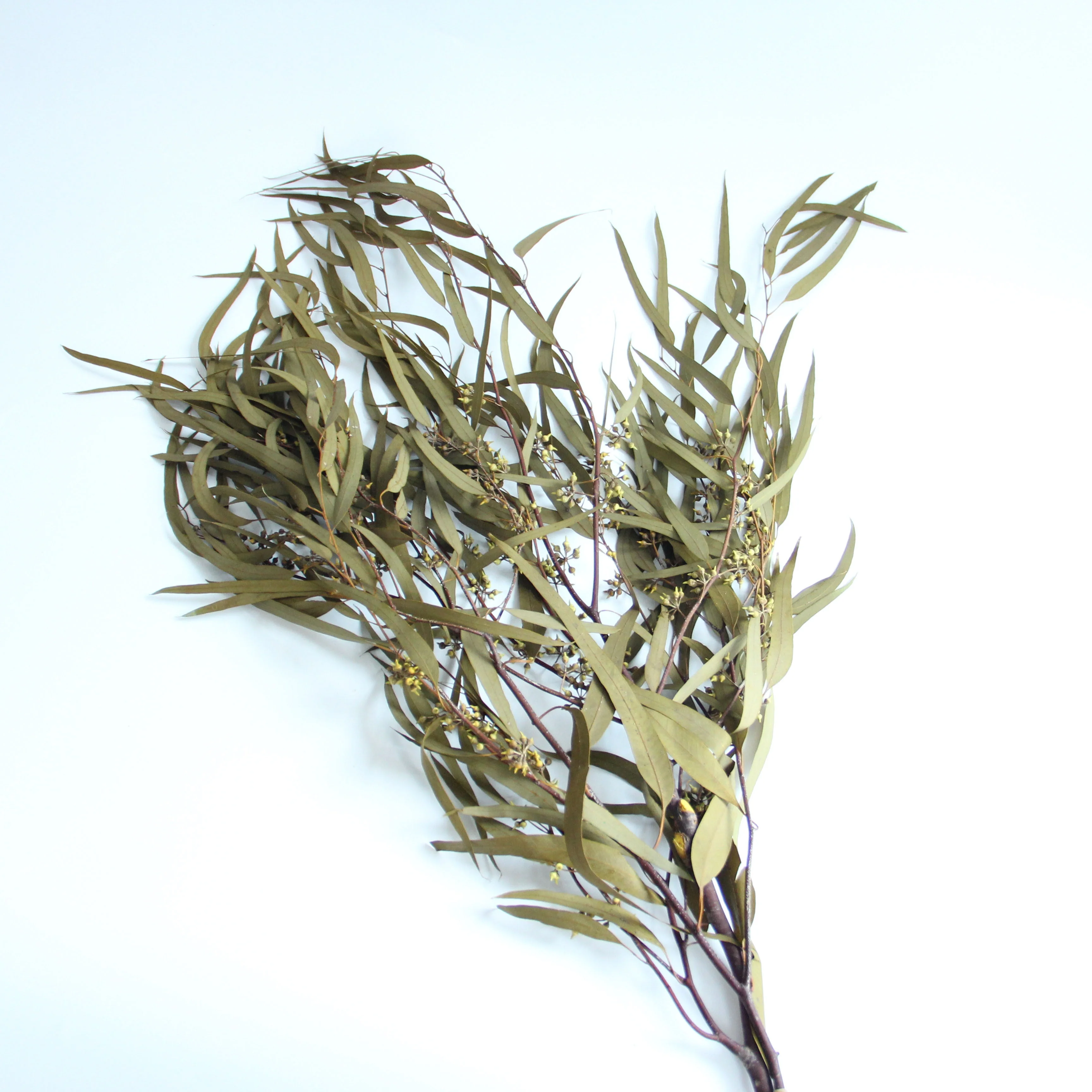 Small Preserved Long Stem Dried Flowers Eucalyptus Leaves Fruit Millet Fruit Fine Leaf For Home Party Festival Decoration