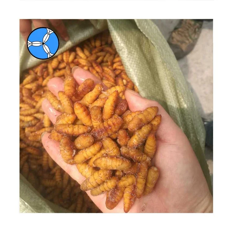 
SANFENG SEAFOOD Wholesale Frozen Silkworm Chrysalis Frozen 