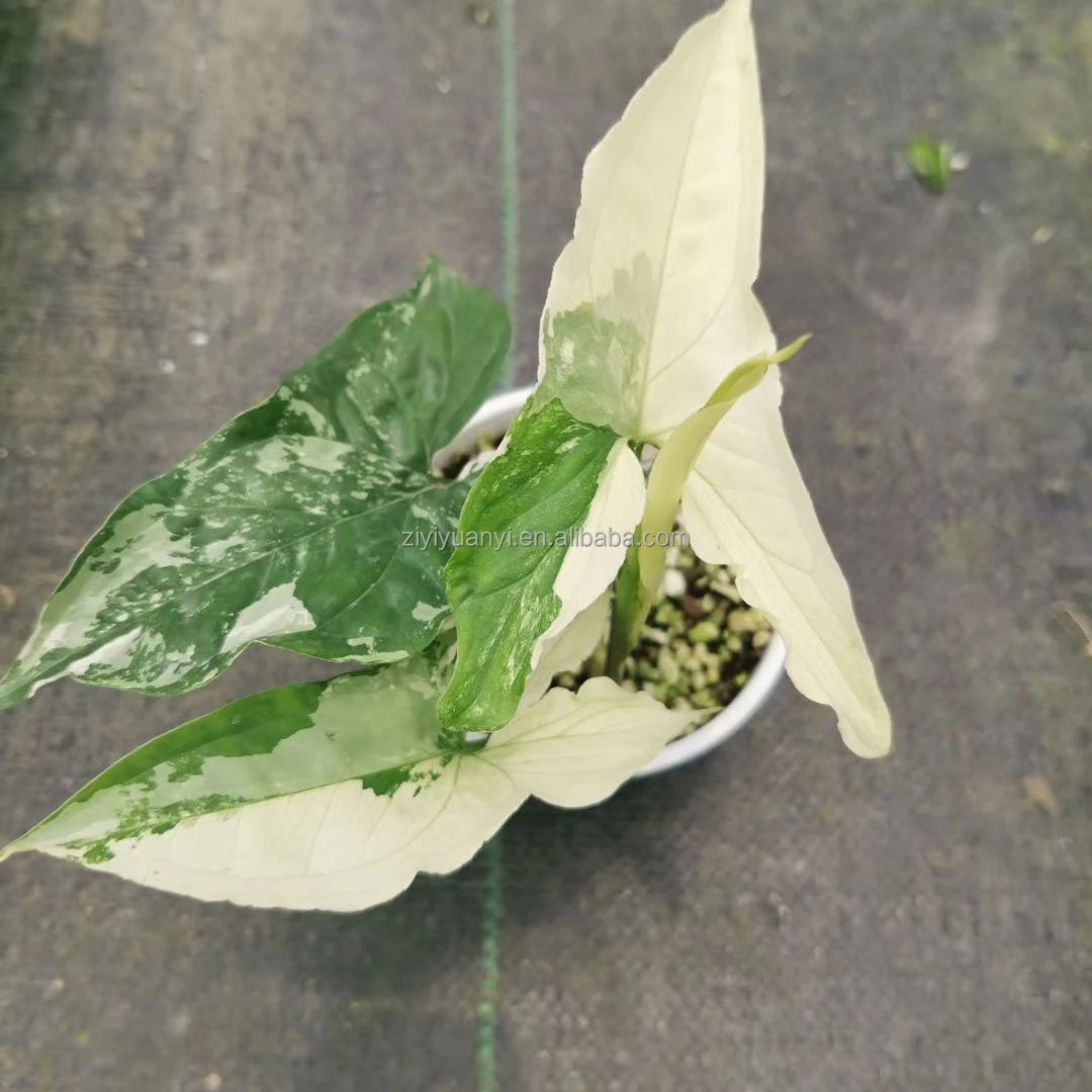 Plant nursery price Variegated Arrowhead Vine Syngonium podophyllum albo-variegatum natural foliage plants for plant lover