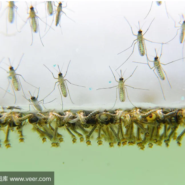 BTI mosquito larva Bacillus thuringiensis israel subsp.