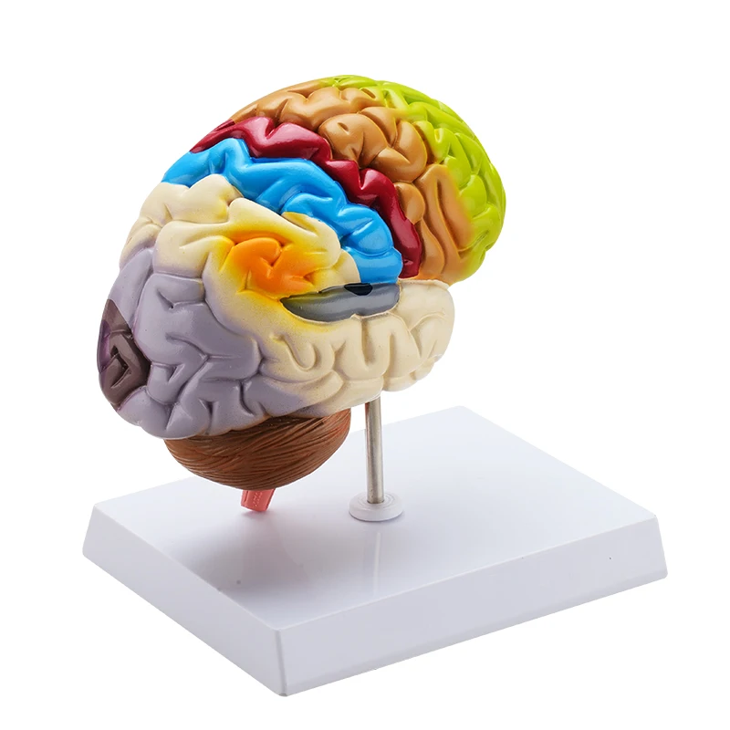 Human brain real anatomical colorful half brain model 3d