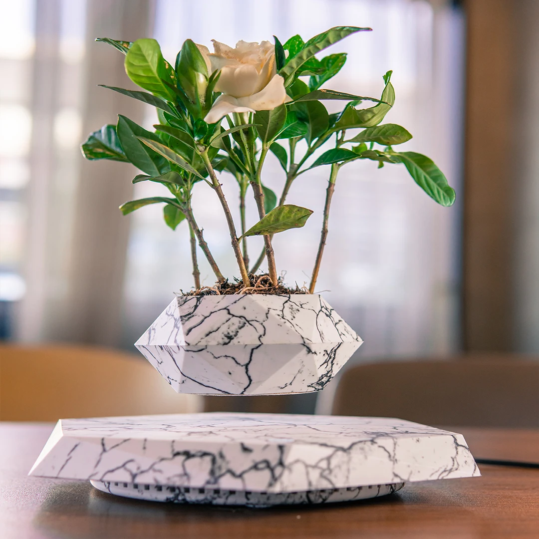 Wood Mini Plant Live Trees Cycas Revoluta Magnetic Levitation Floating Flower Air Bonsai Pot