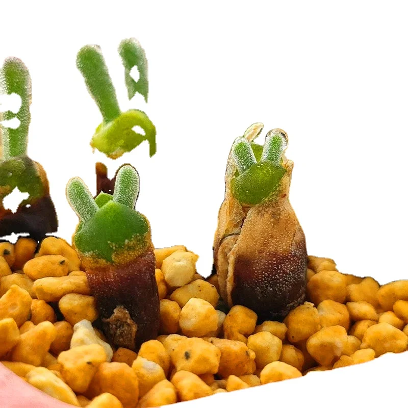 
Green Lithops,beautiful Lithops. Little rabbit Lithops.easy to feed 