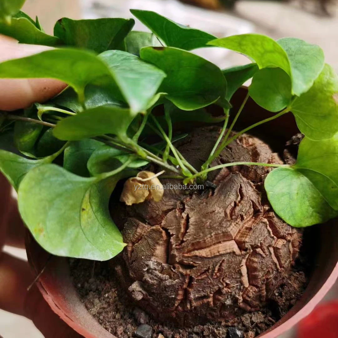 Лидер продаж, Южно-африканские суккуленты для домашнего декора