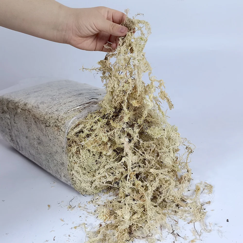 High Quality AAAAAA Sphagnum Moss For Orchids Plantas Naturales And Reptile Subtrat 500G/Bag Long Fiber Sphagnum Moss For Sale