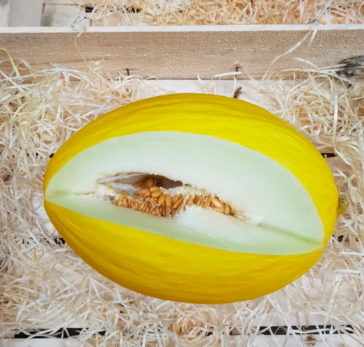 
Moroccan farms high quality fresh fruits sweet canary yellow melon for sale 