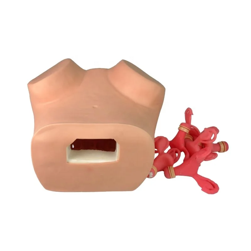 Модель гинекологического обследования модель женских гениталий гинекологический обучающий манекен