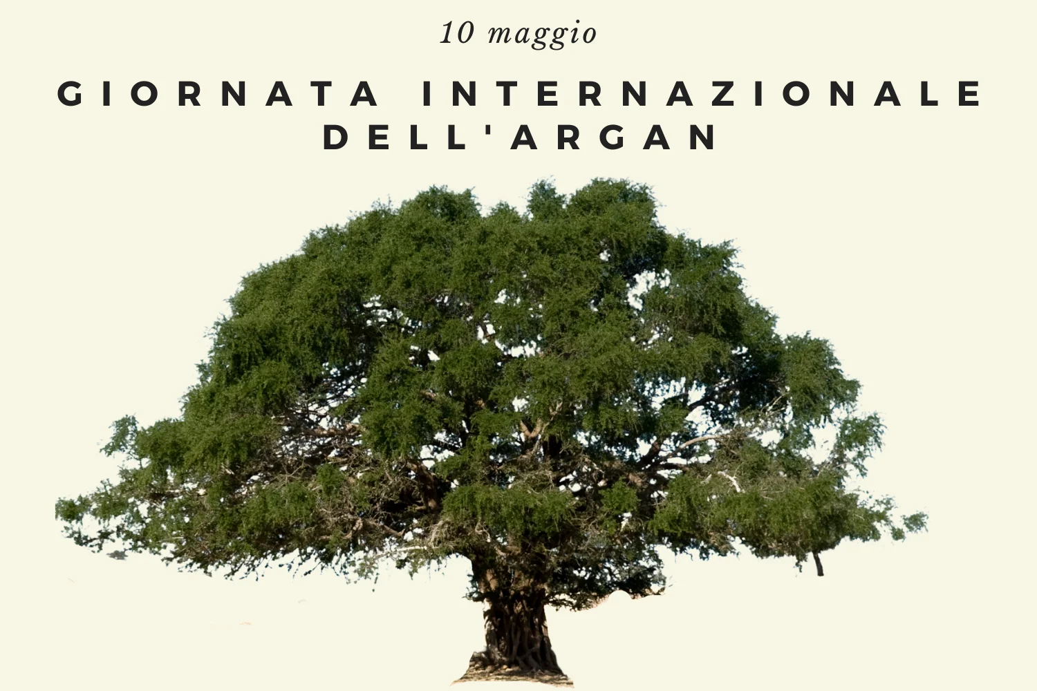 Hot Sale Made in Italy Massage Oil with Argan oil and Sweet Almond Oil for Body Care 500ml