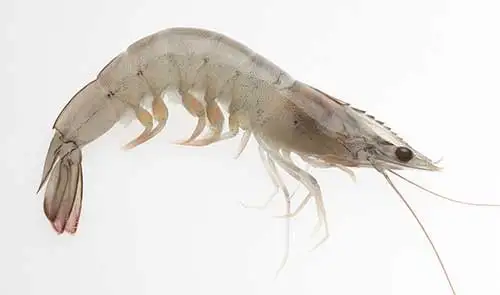 Vietnam High Quality Fresh Ocean Freeze Dry Seafood Wholesale Large Bulk Raw Shrimps Prawn Frozen Vannamei