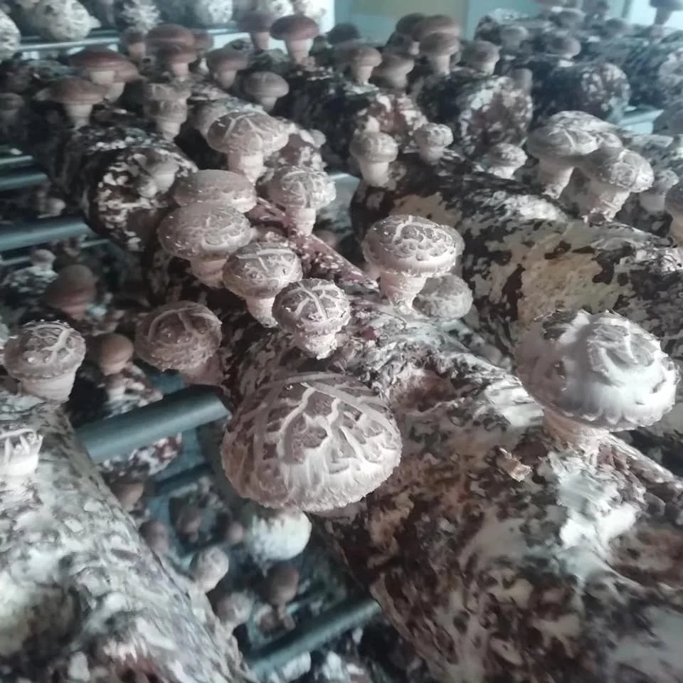 
Organic Shiitake Substrate Mushroom Spawn Logs Easy Grow Mushroom Kit 