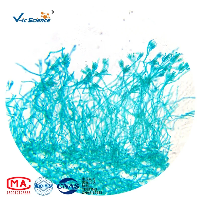 parasite microscope prepared slides animal histological biology slides medical pathology teaching slide