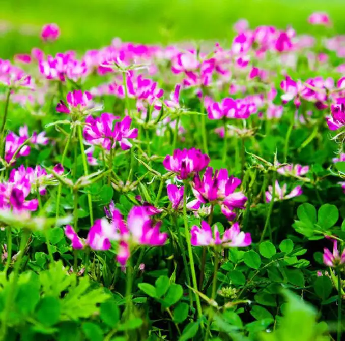 Zi yun ying purple flower seed Astragalus sinicus L seeds for sale