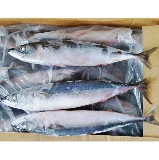  Замороженная скумбрия Scomber Fish хорошего