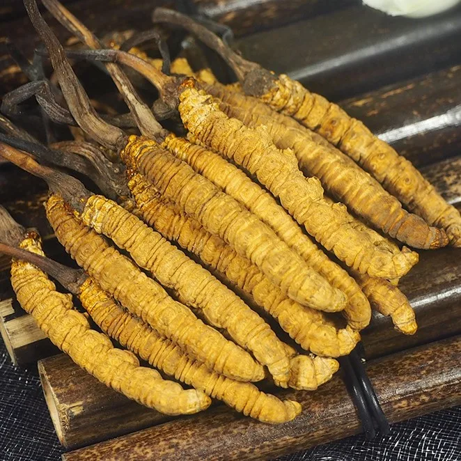 
Bulk sale Wild Natural tibet cordyceps Best yarsagumba 