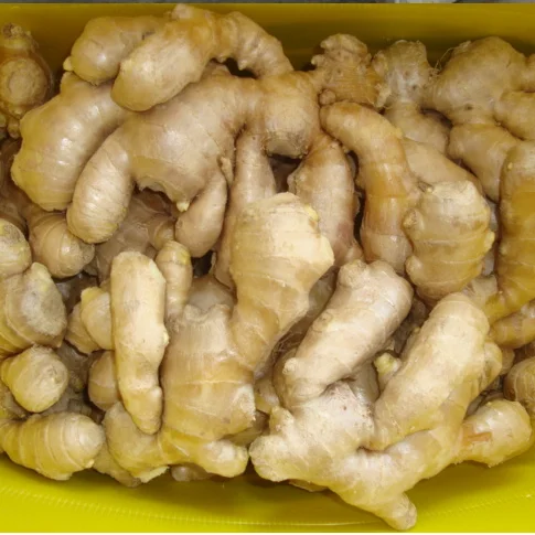 Горячая Распродажа, китайский свежий имбирь лучшего качества