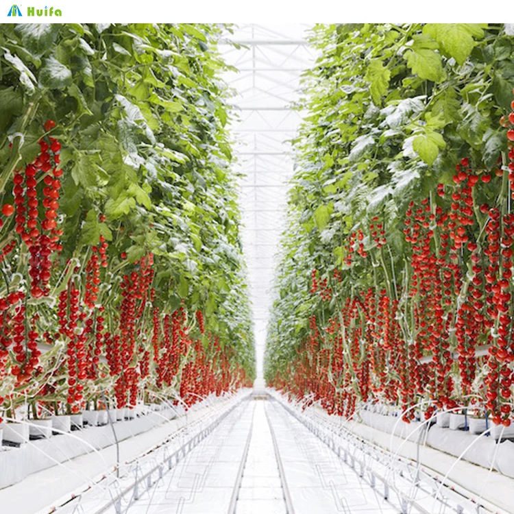 Plastic Poly Tunnel Pipe Galvanized Steel Greenhouse For Sale Green House Kit Greenhouse For Tomato Growing